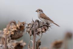 Woodshrike.com Image